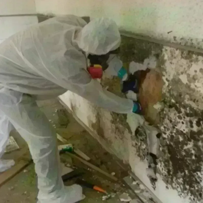 Mold Remediation and Removal in Washington Park, FL